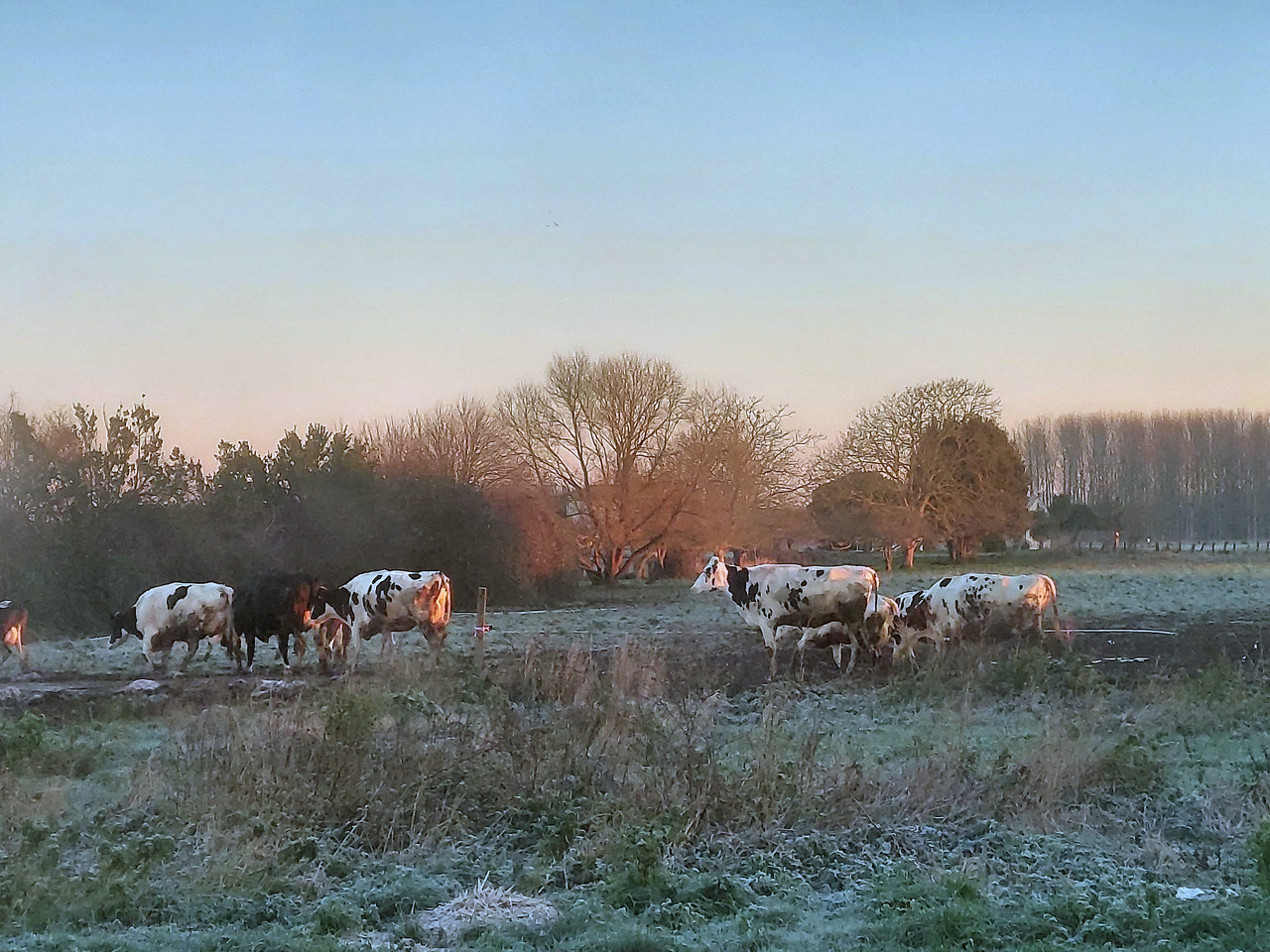 Vaches laitières pâturage Charente-Maritime