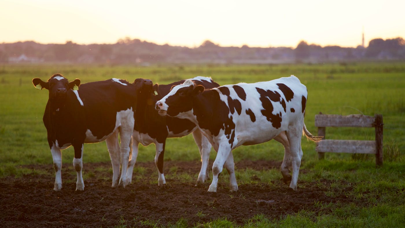 Vaches Holstein au pré Charente-Maritime